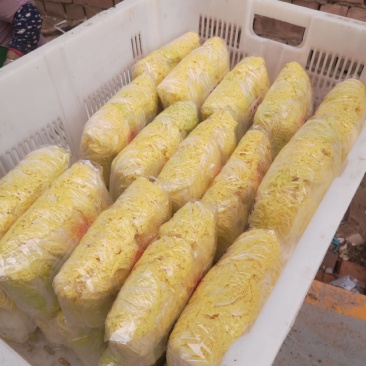 黄心娃娃菜河北张家口张北县娃娃菜产地批发