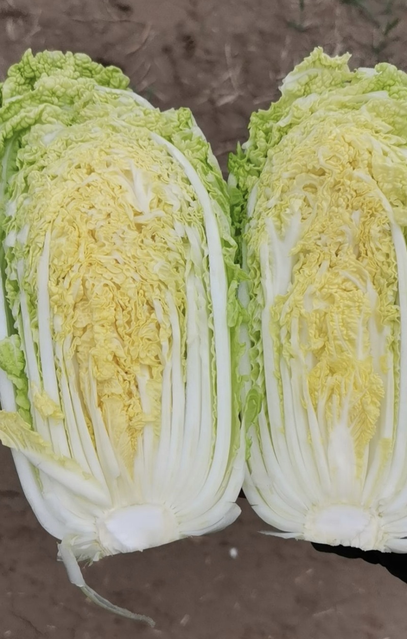 娃娃菜黄心娃娃菜小娃娃菜