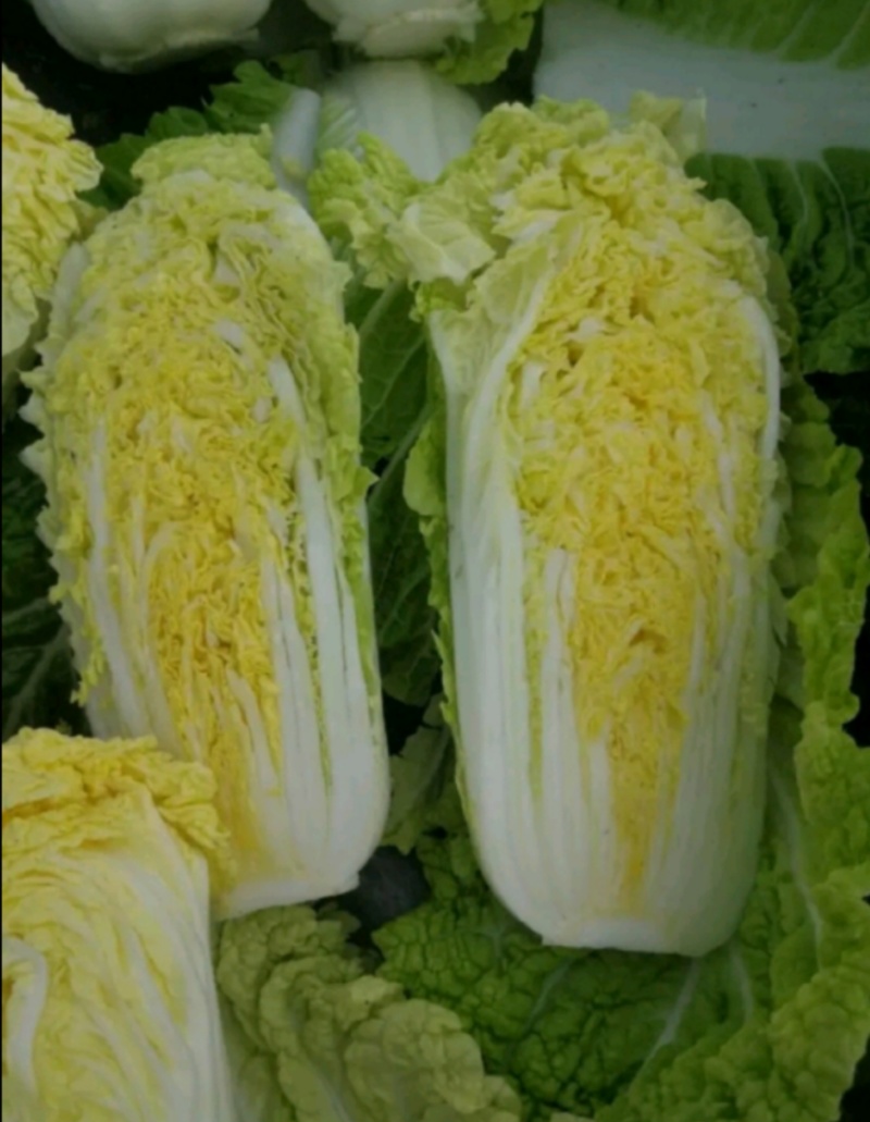 娃娃菜产地批发