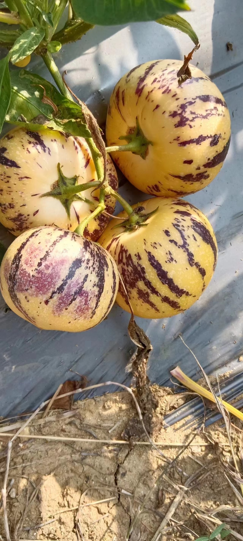 云南，南沙。沙土地，反季节，高糖分精品熟果