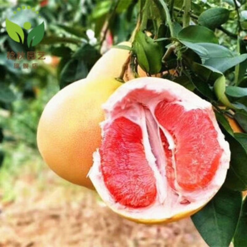 贵州农村红心柚