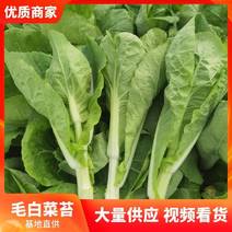 精品白菜苔，菜苔，产地直发，保质保量，看货论价，欢迎选购