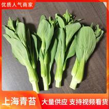 安徽油菜苔，上海青苔，基地菜苔大量供货保质保量全国发货