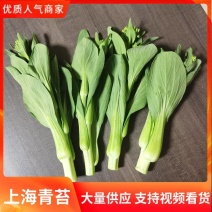 安徽油菜苔，上海青苔，基地菜苔大量供货保质保量全国发货