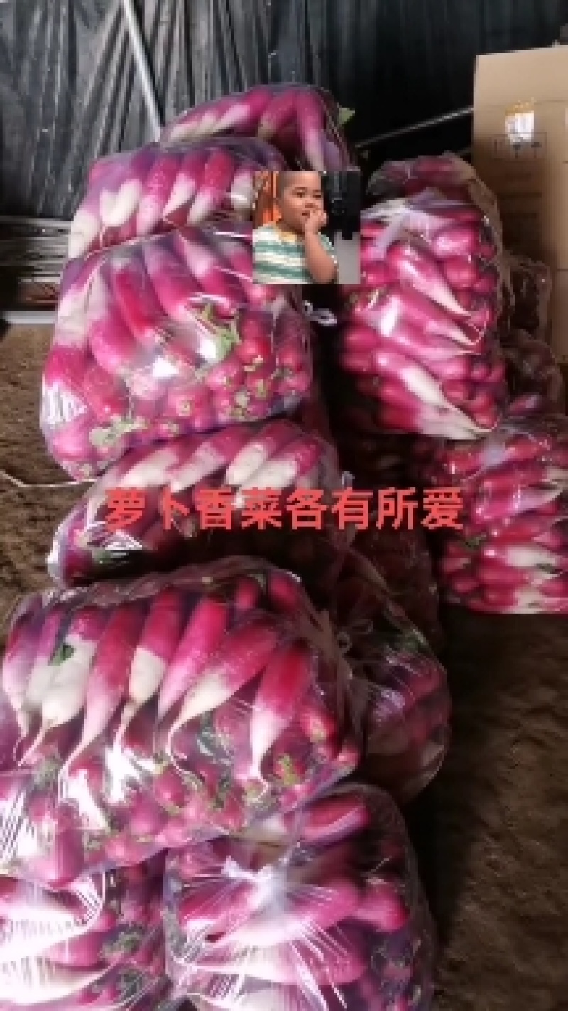 甘肃武山红樱萝卜大量上市、头红，圆头，质量优
