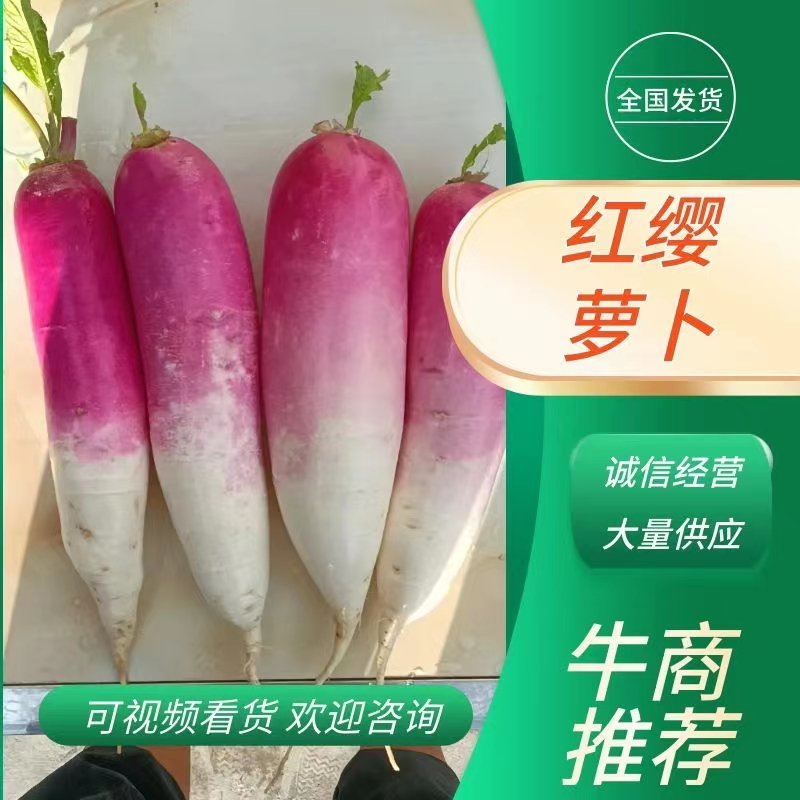 甘肃武山红樱萝卜大量上市、头红，圆头，质量优