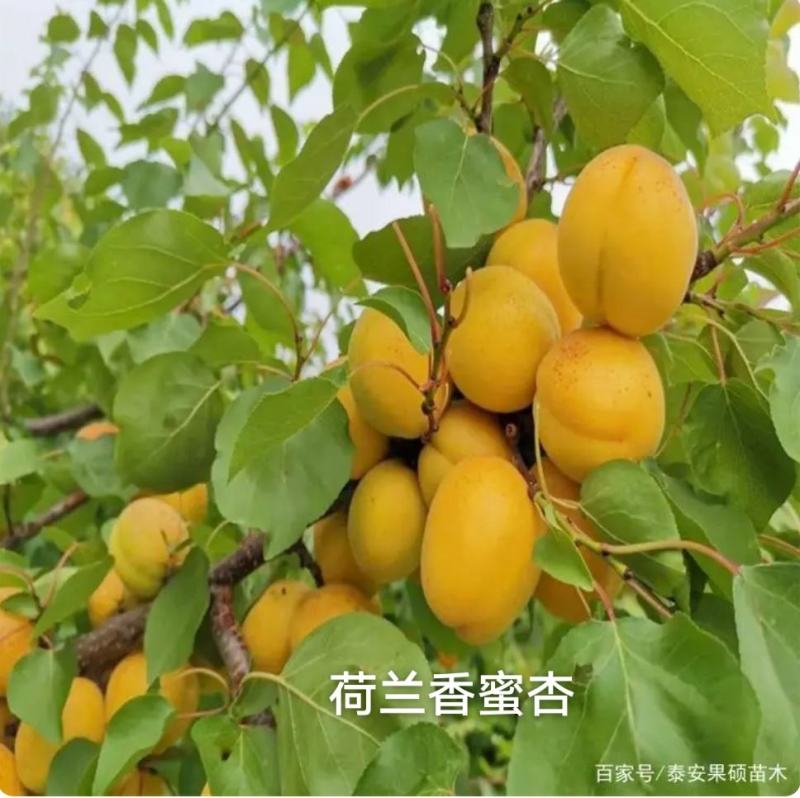 荷兰香蜜杏，吊干杏，芒果油杏