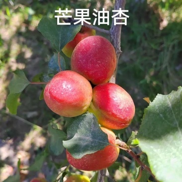 荷兰香蜜杏，吊干杏，芒果油杏