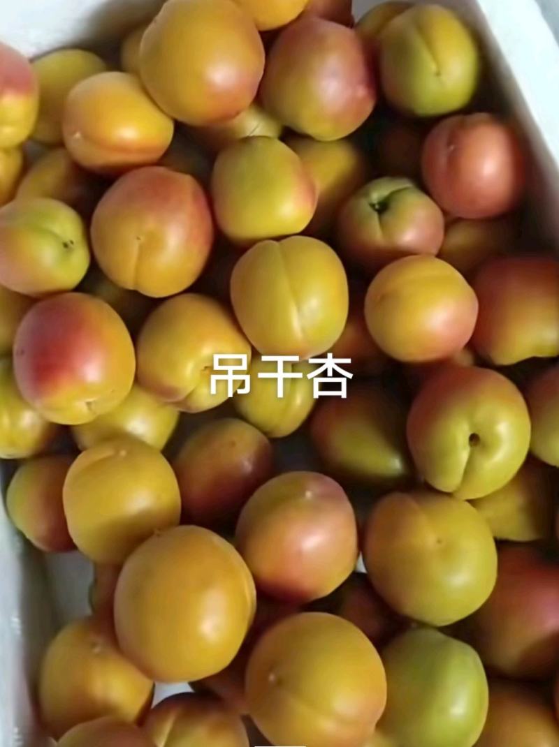 荷兰香蜜杏，吊干杏，芒果油杏