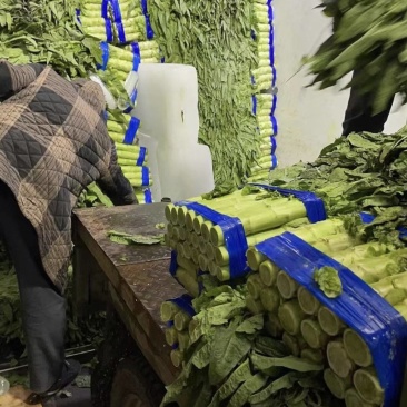 青皮莴笋张北莴笋坝上莴笋批发