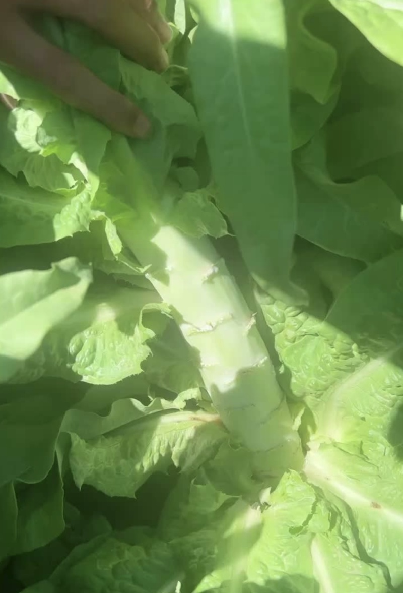 青皮莴笋张北莴笋坝上莴笋批发