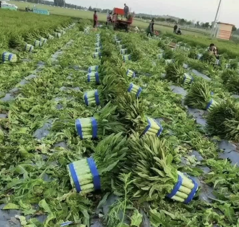 莴笋青皮青肉尖叶莴笋三青皮莴笋