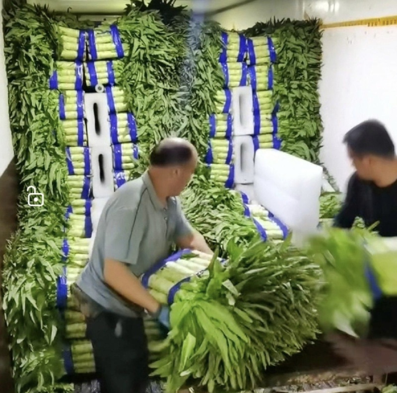 里外绿莴笋