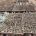 五十亩新鲜羊肚菌陆续上市，寻找收购商