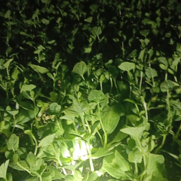 精品美都西瓜苗品质保证产地直发可视频看货欢迎咨询