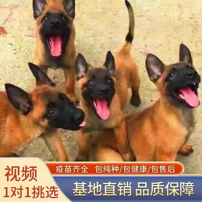 纯种爆红马犬活体狗狗看家护院放牧牛羊伴侣犬全国可发货