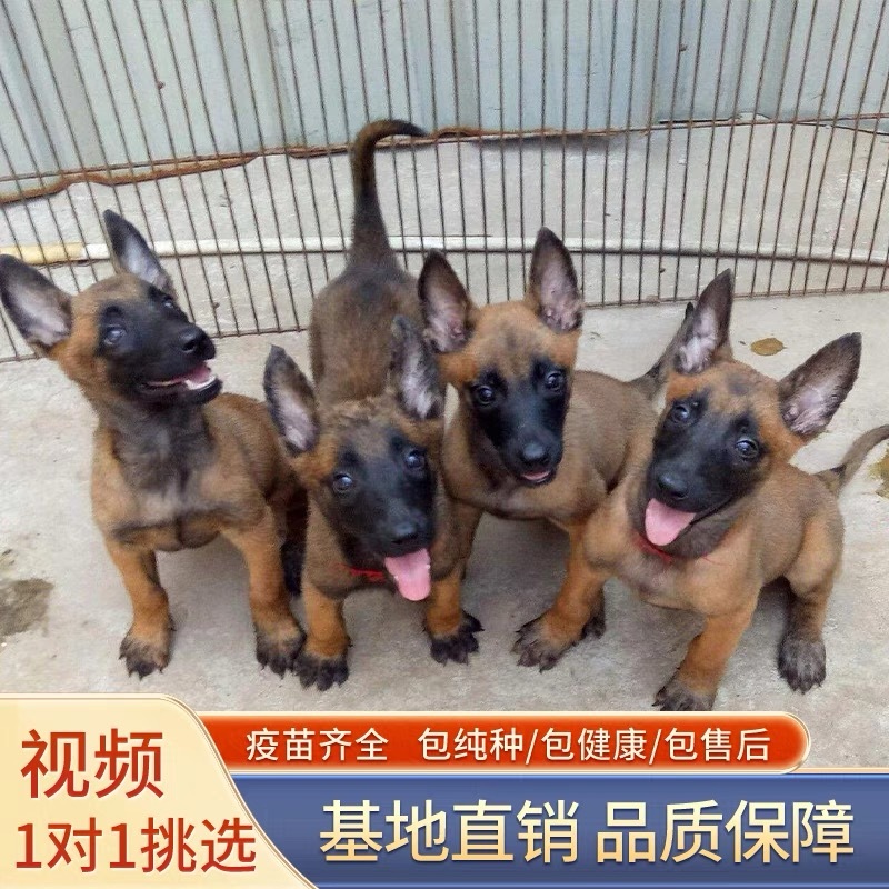 纯种爆红马犬活体狗狗看家护院放牧牛羊伴侣犬全国可发货