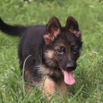 德国牧羊犬活体狗狗看家护院犬放牧牛羊犬护卫犬大型犬立耳朵