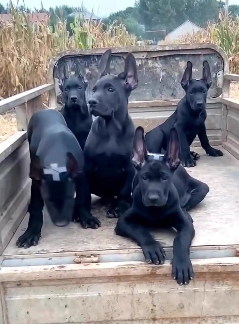 基地直销。纯种黑狼犬豹系黑狼犬。疫苗驱虫已做完健康包