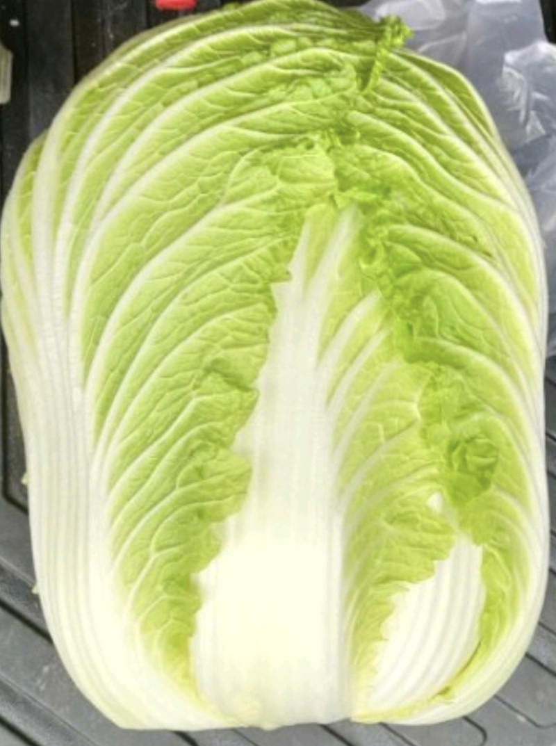 张北黄心大白菜产地直供