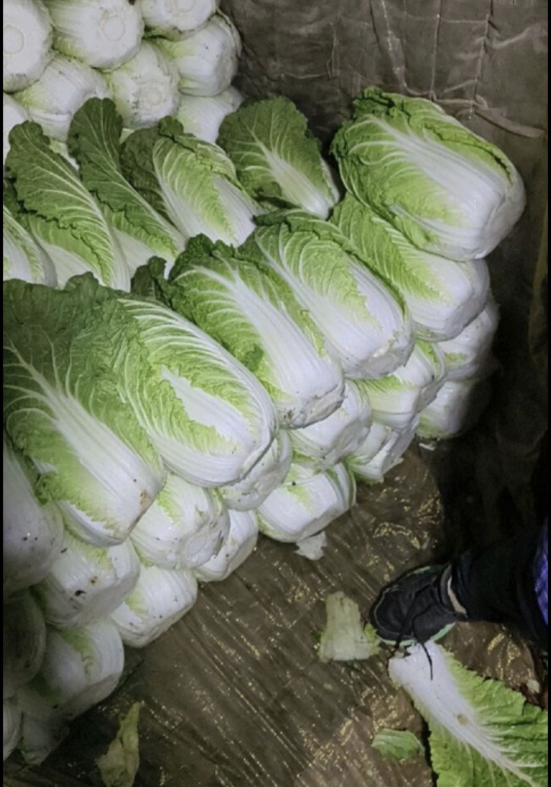 张北黄心大白菜产地直供
