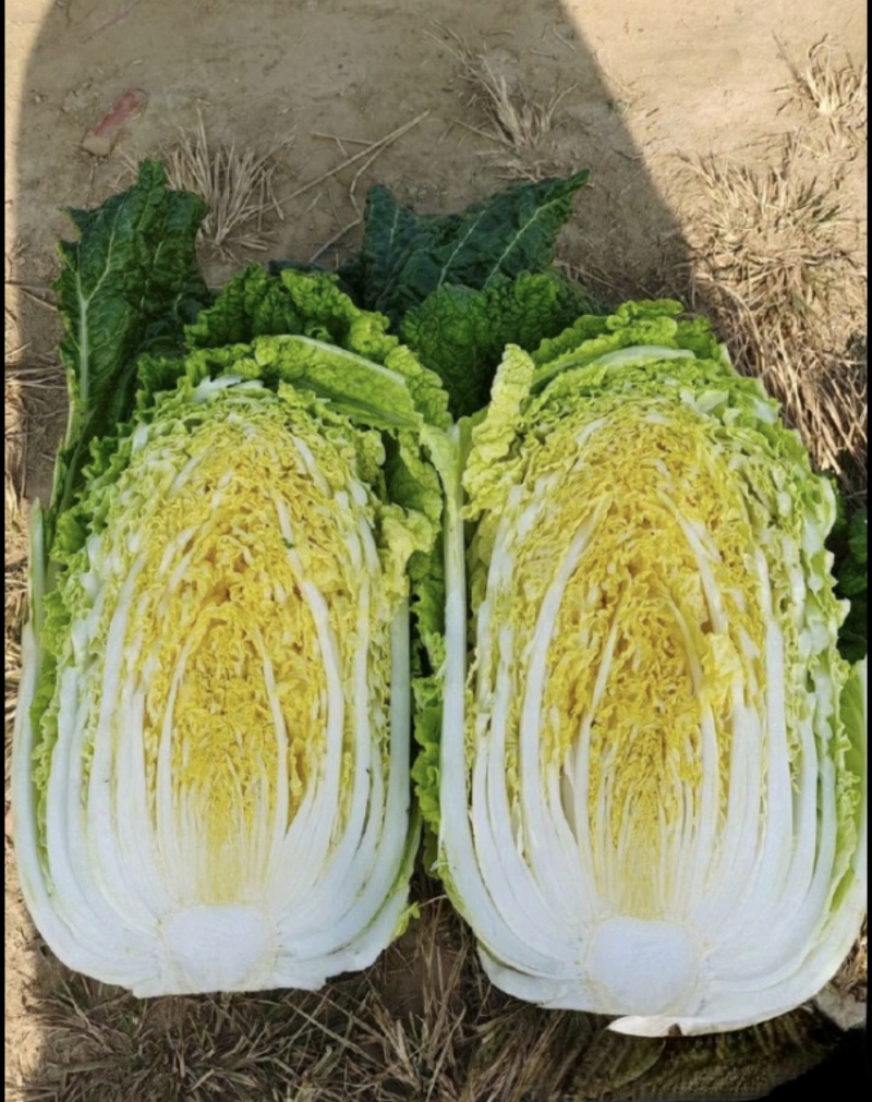 张北黄心大白菜产地直供