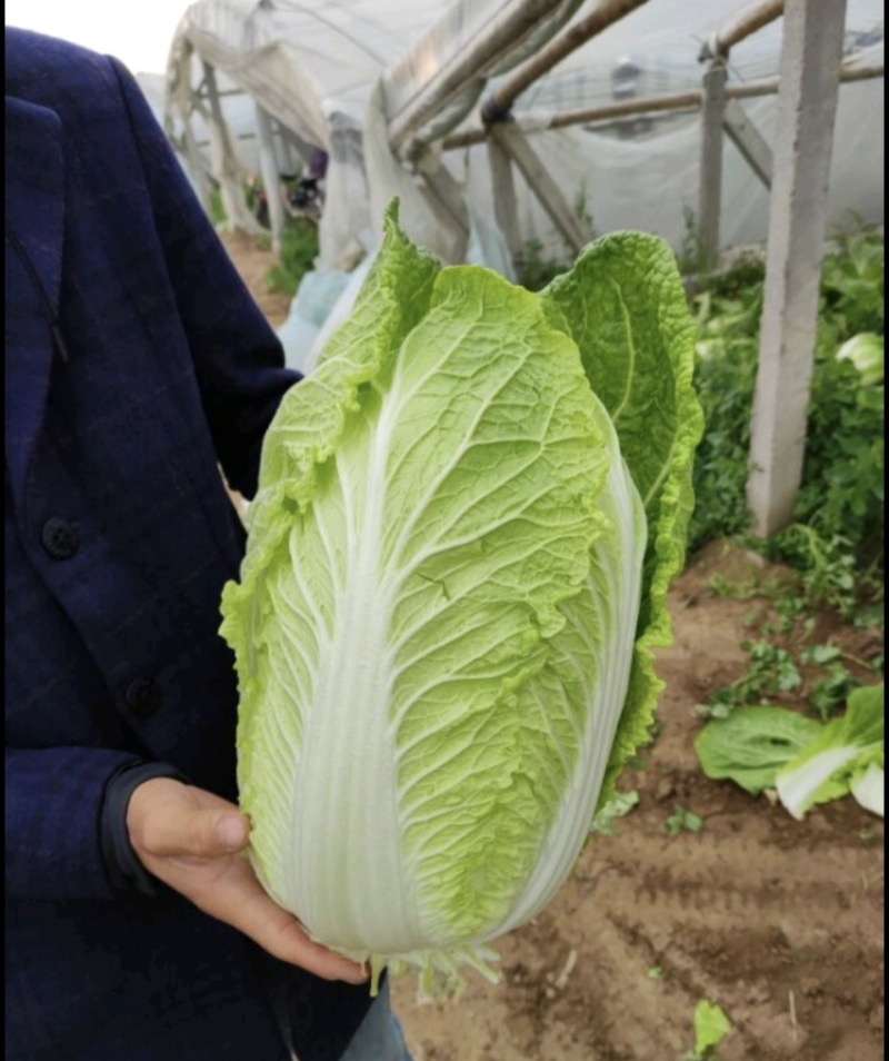 黄心大白菜张北玲珑黄白菜