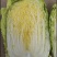 张北大白菜4-6斤黄心