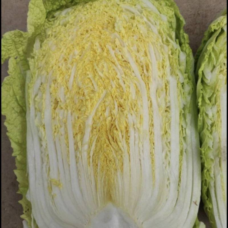 张北大白菜4-6斤黄心