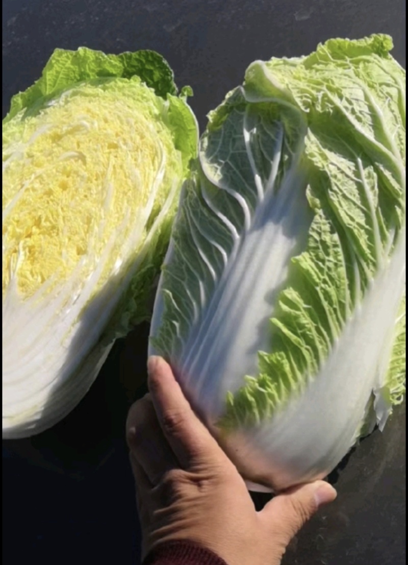 张北大白菜4-6斤黄心