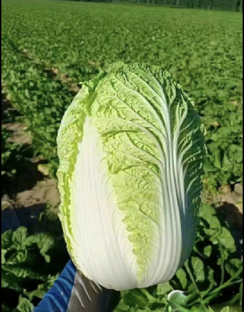 张北大白菜4-6斤黄心