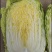 张北大白菜4-6斤黄心