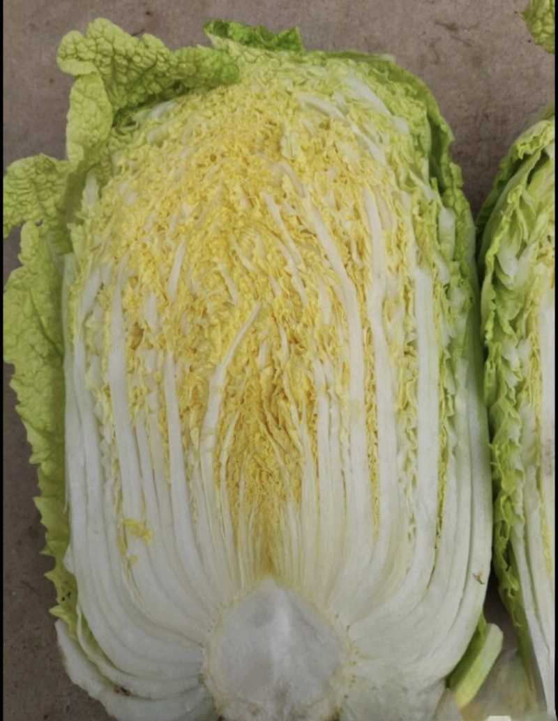 张北大白菜4-6斤黄心