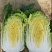 张北大白菜4-6斤黄心