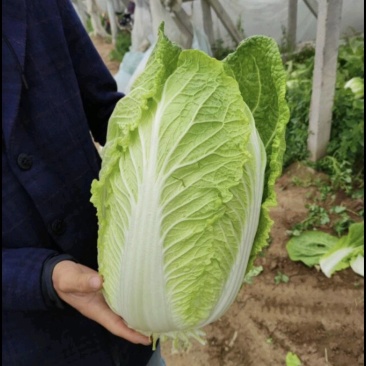 黄心大白菜