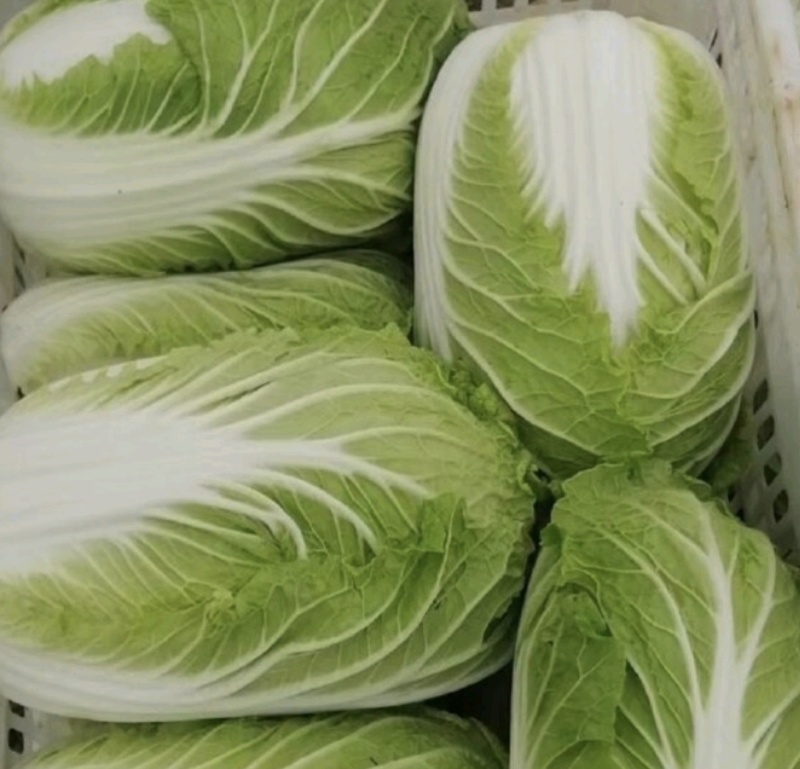 黄心大白菜