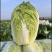 黄心大白菜