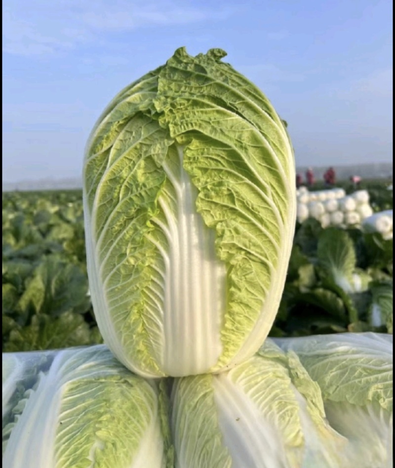 黄心大白菜