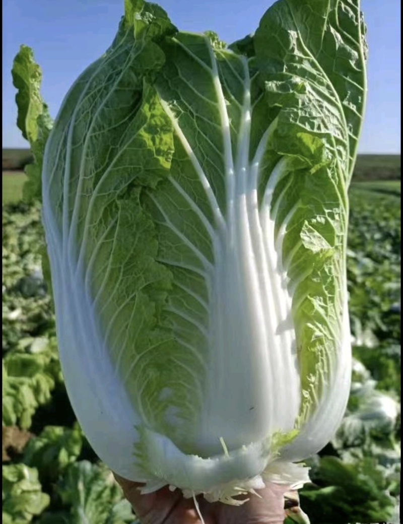 黄心大白菜