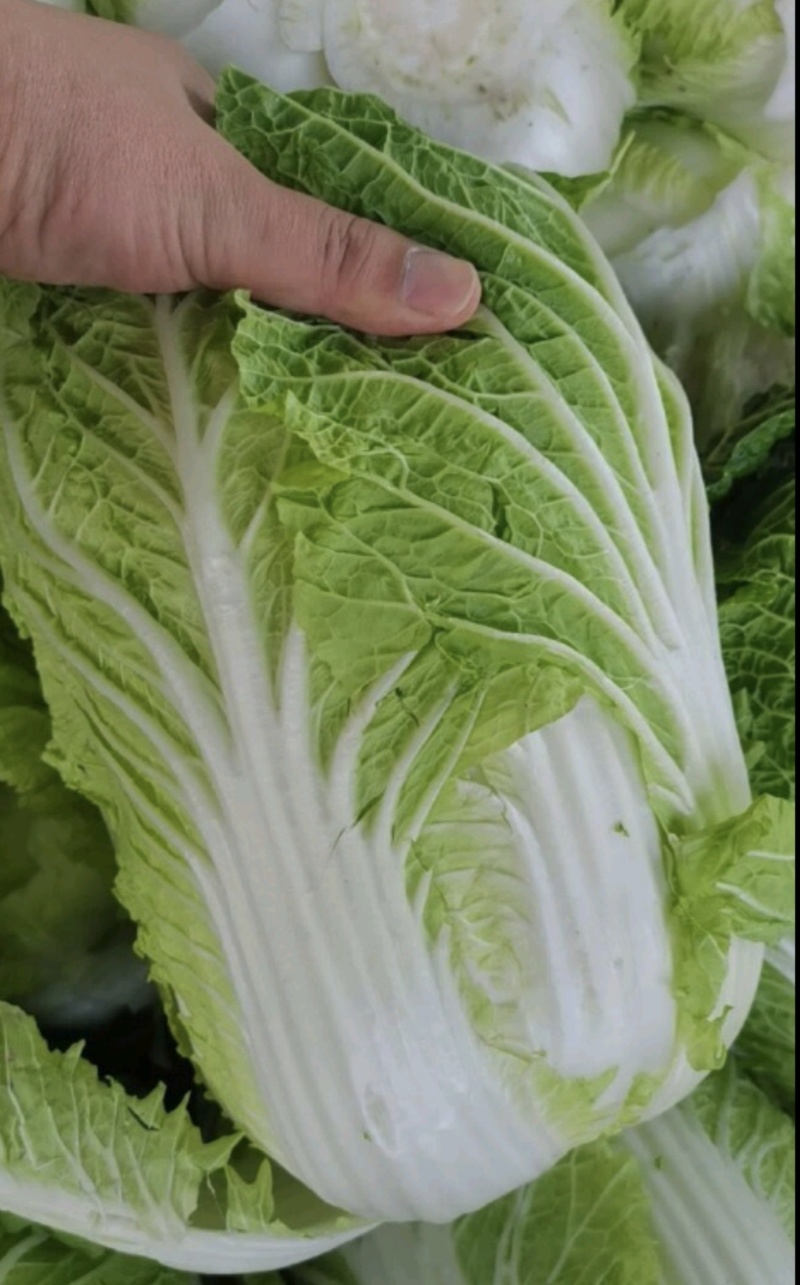 黄心大白菜