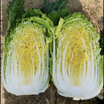 坝上黄心大白菜