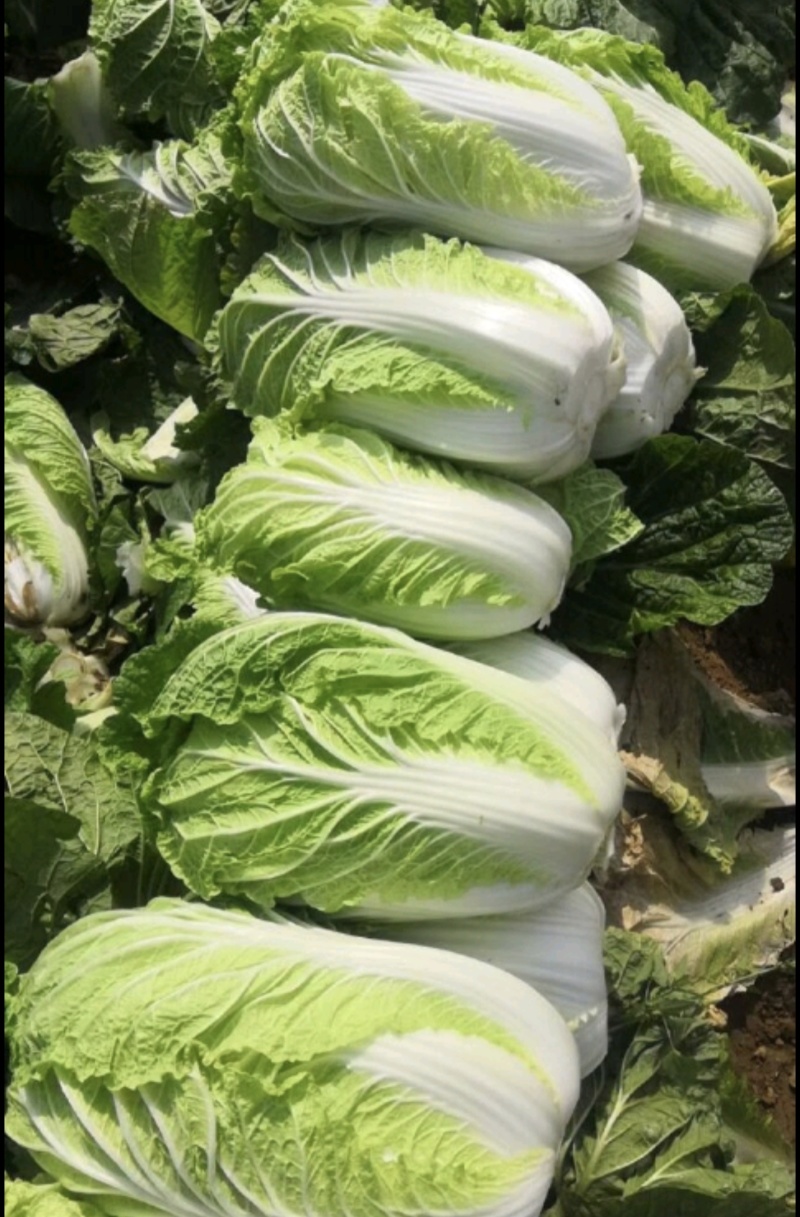 坝上黄心大白菜