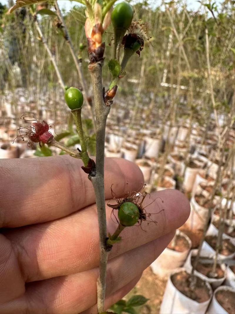 车里子樱桃苗，嫁接苗，大果子品种，南北方可种，盆栽地栽