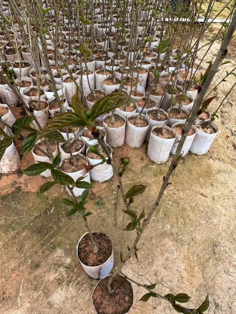 车里子樱桃苗，嫁接苗，大果子品种，南北方可种，盆栽地栽