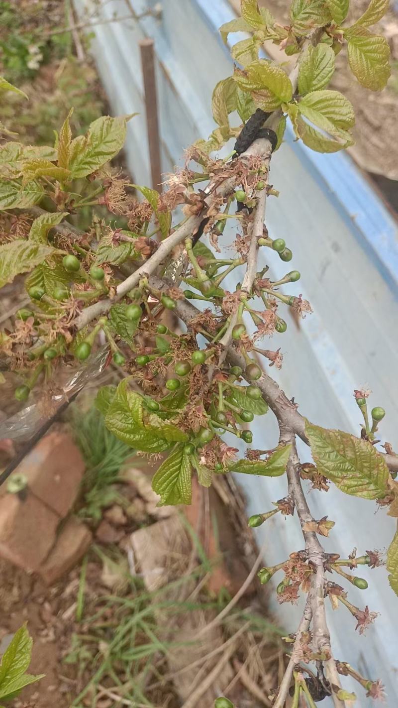 车里子樱桃苗，嫁接苗，大果子品种，南北方可种，盆栽地栽