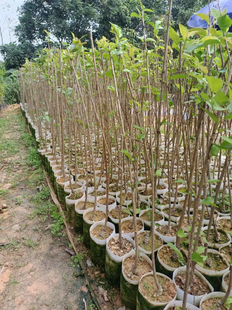 车里子樱桃苗，嫁接苗，大果子品种，南北方可种，盆栽地栽