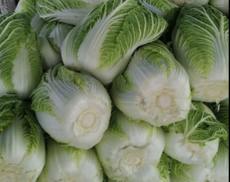 沽源黄心大白菜