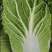 沽源黄心大白菜