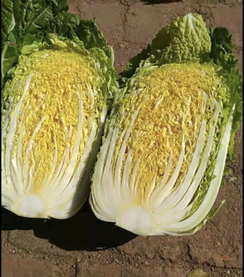 沽源黄心大白菜