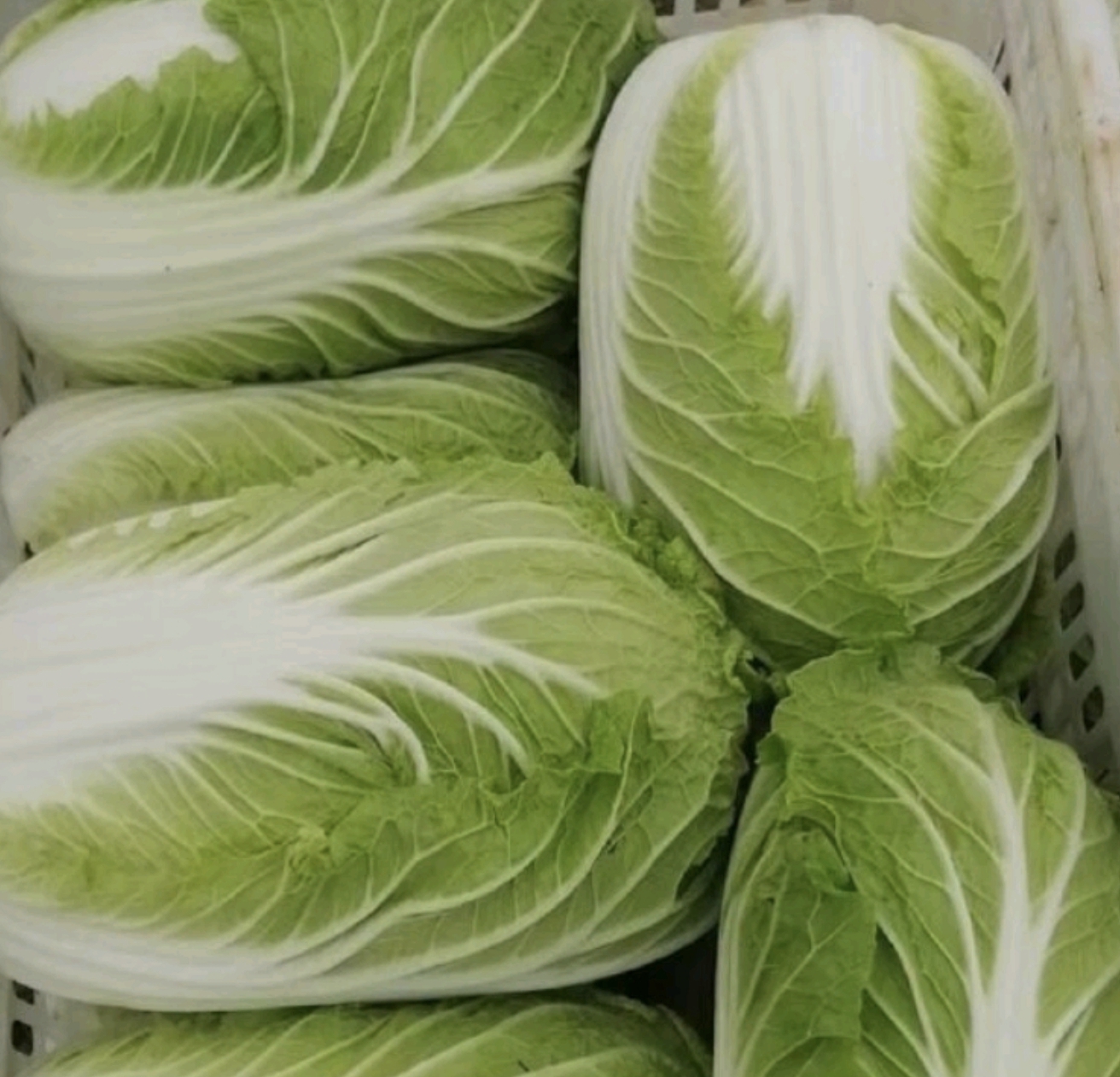 白色瓷盘中整齐码放着紫红色茎秆、翠绿叶片的红菜心,周围环绕着清澈金黄色的上汤,表面点缀着橙黄色的咸蛋碎、褐色皮蛋丁和红色枸杞,整体色泽鲜艳,极具食欲 上汤红菜心成品摆盘图